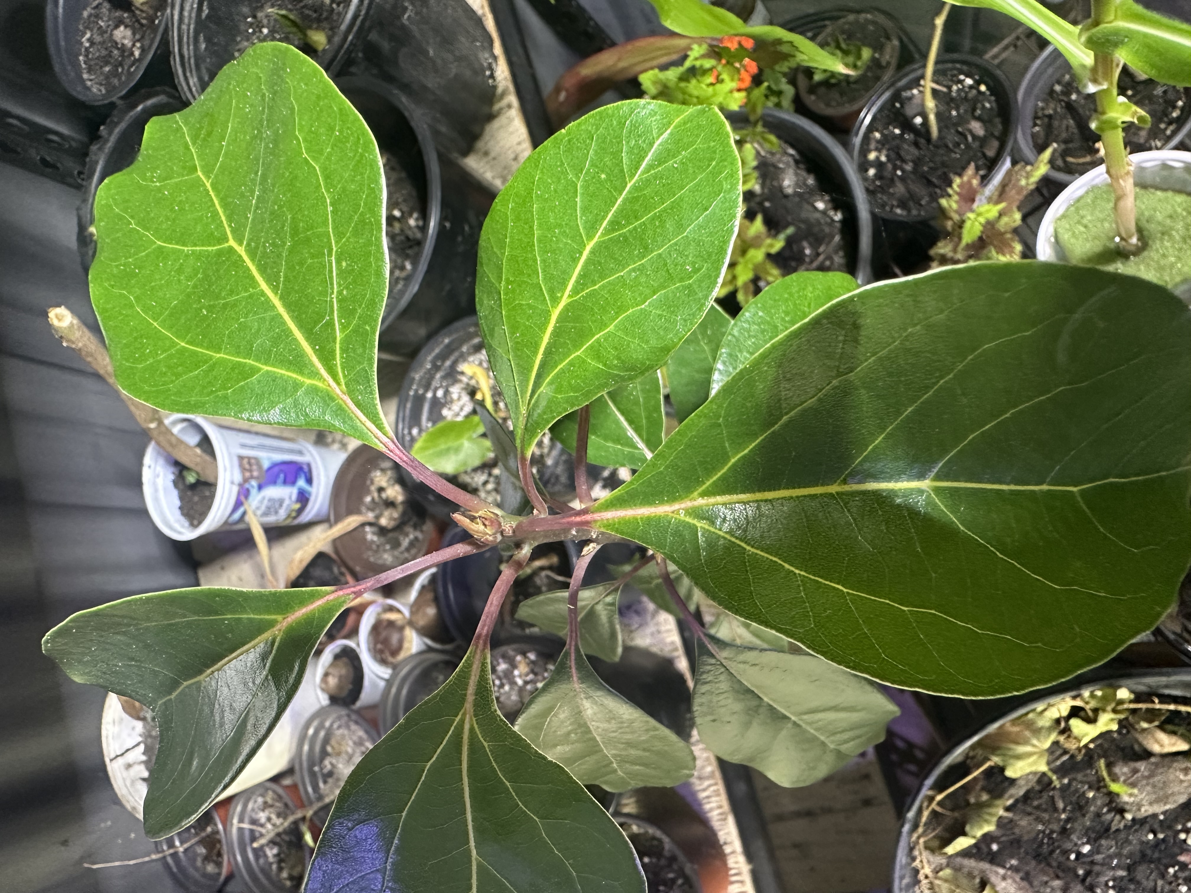 Camphor Tree plant in Edgewater Florida