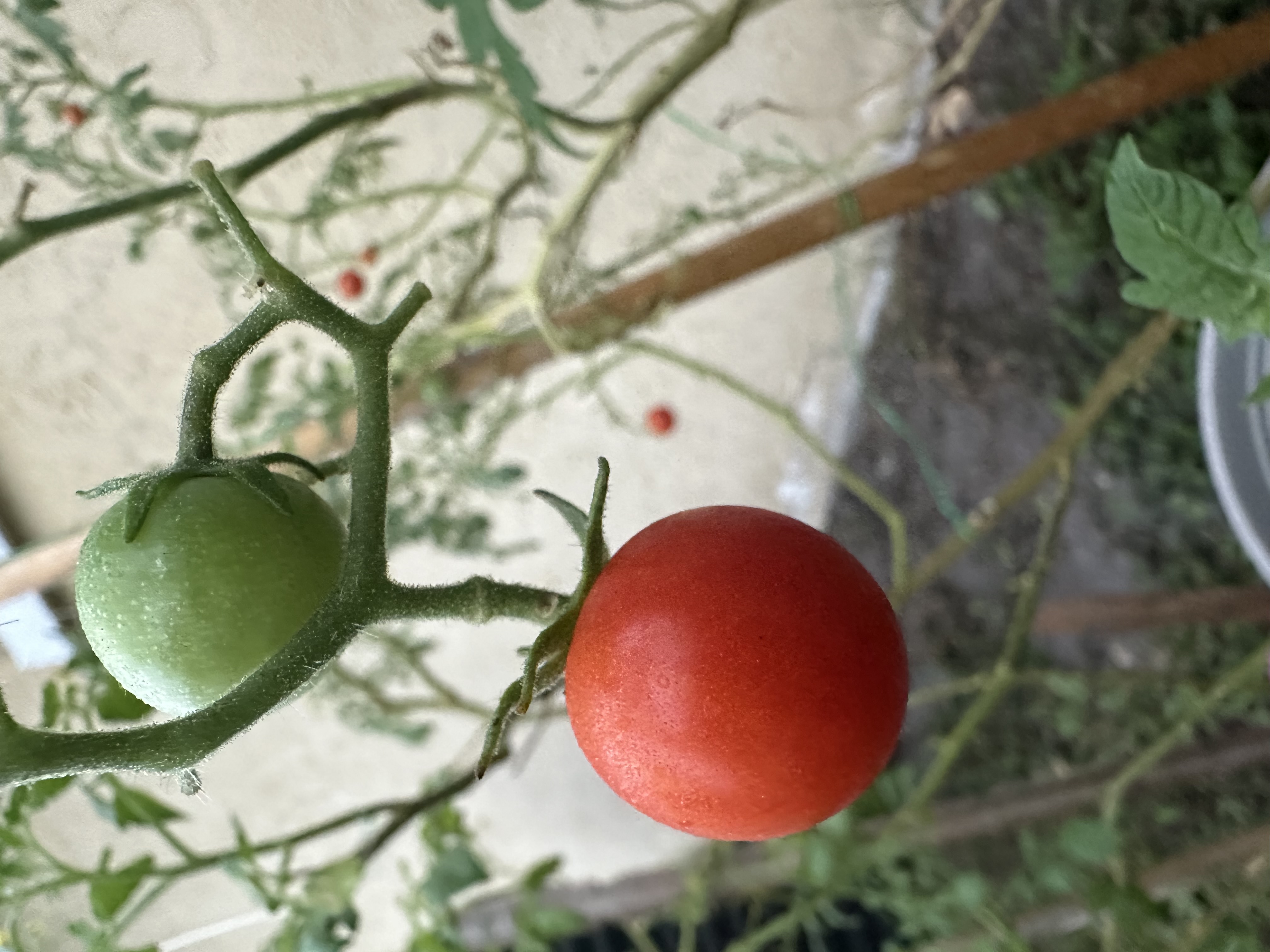 Cherry Tomato plant in Edgewater Florida