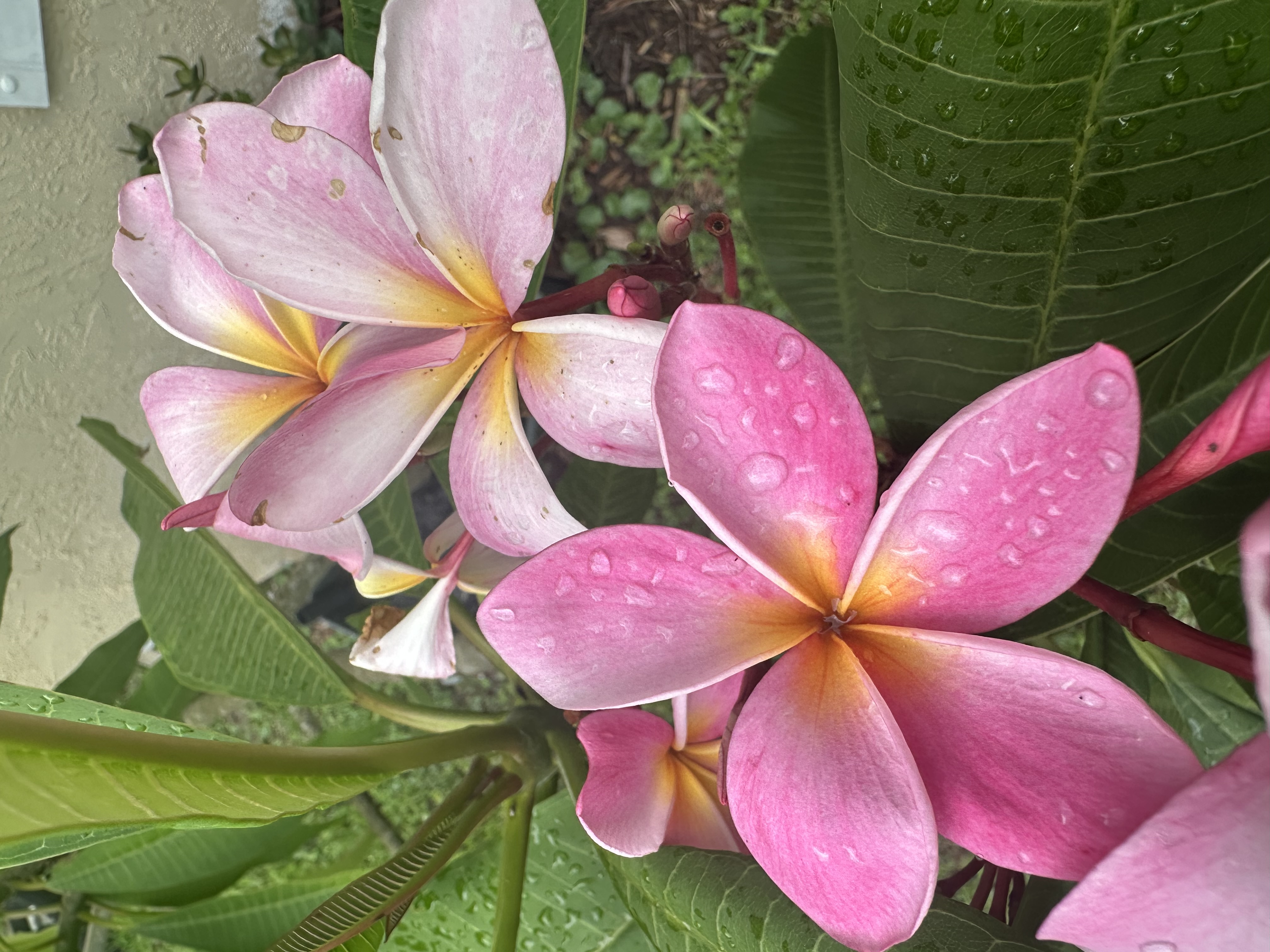 Plumeria plant for sale in Edgewater Florida