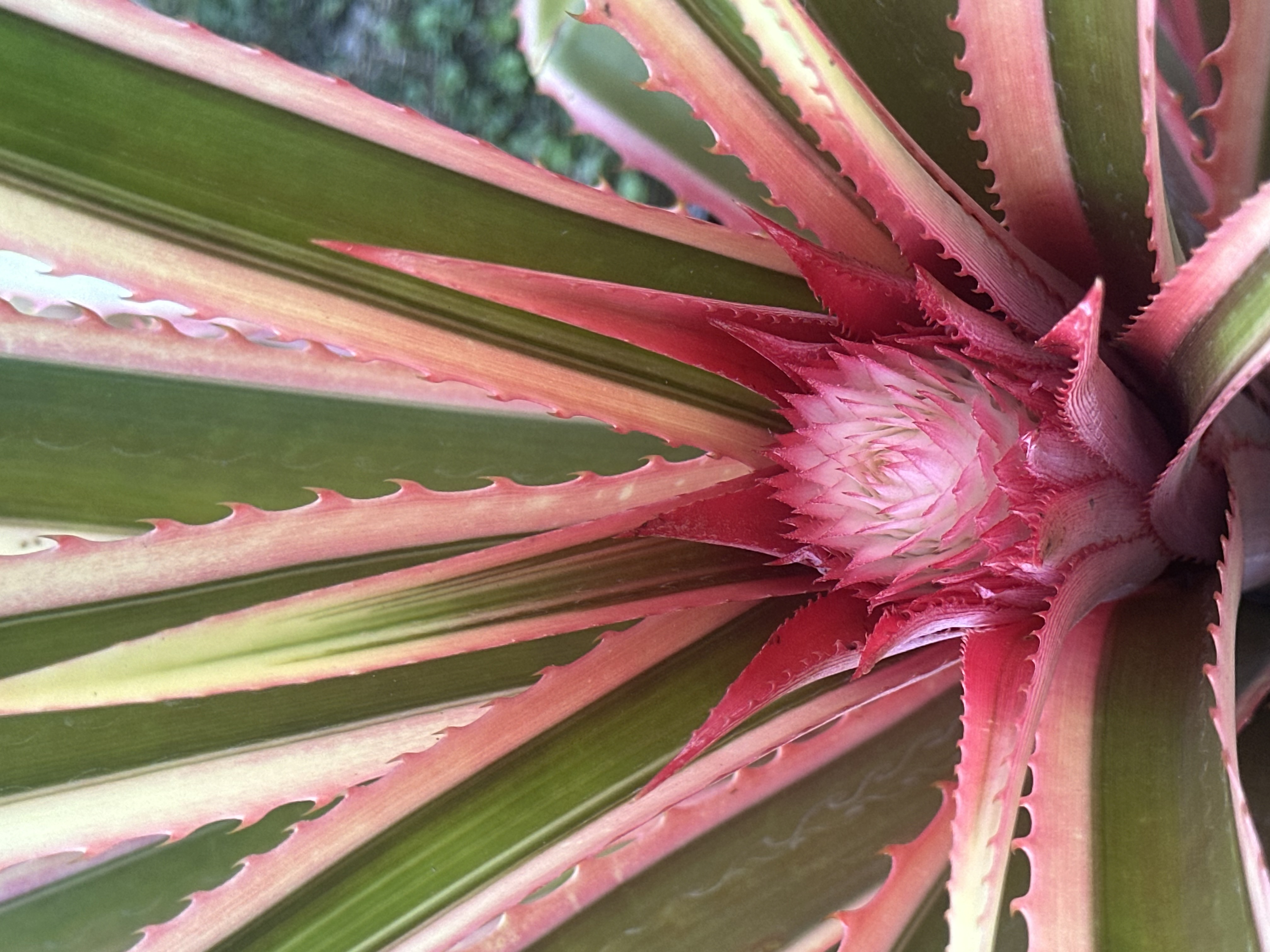 Edgewater Florida nursery