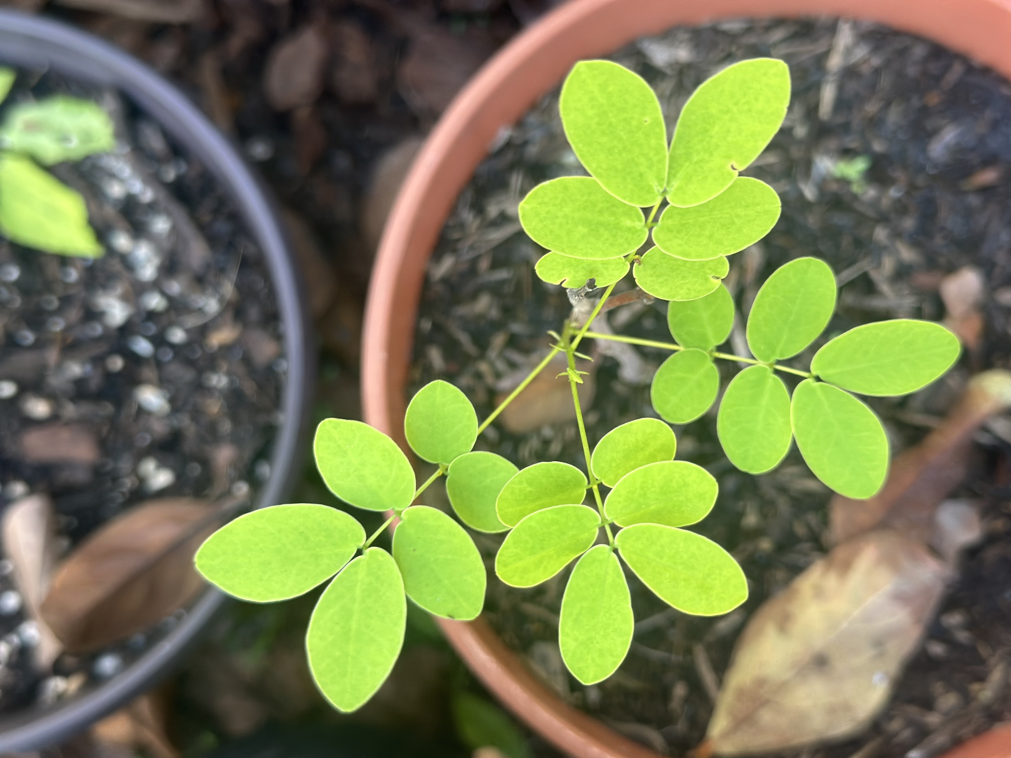 Pink Pineapple Closeup plant in Edgewater Florida