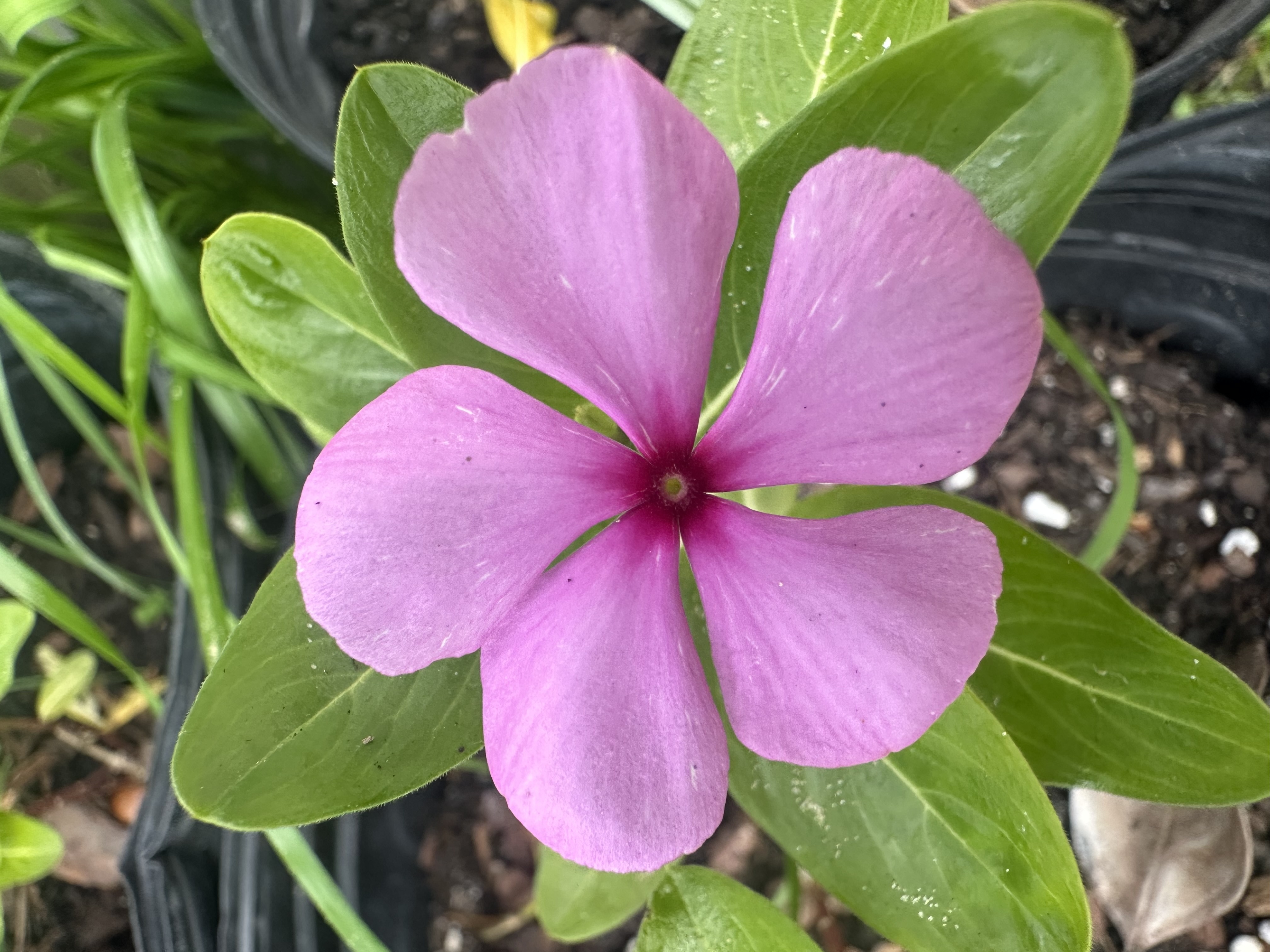 Pink Vinca plant in Edgewater Florida