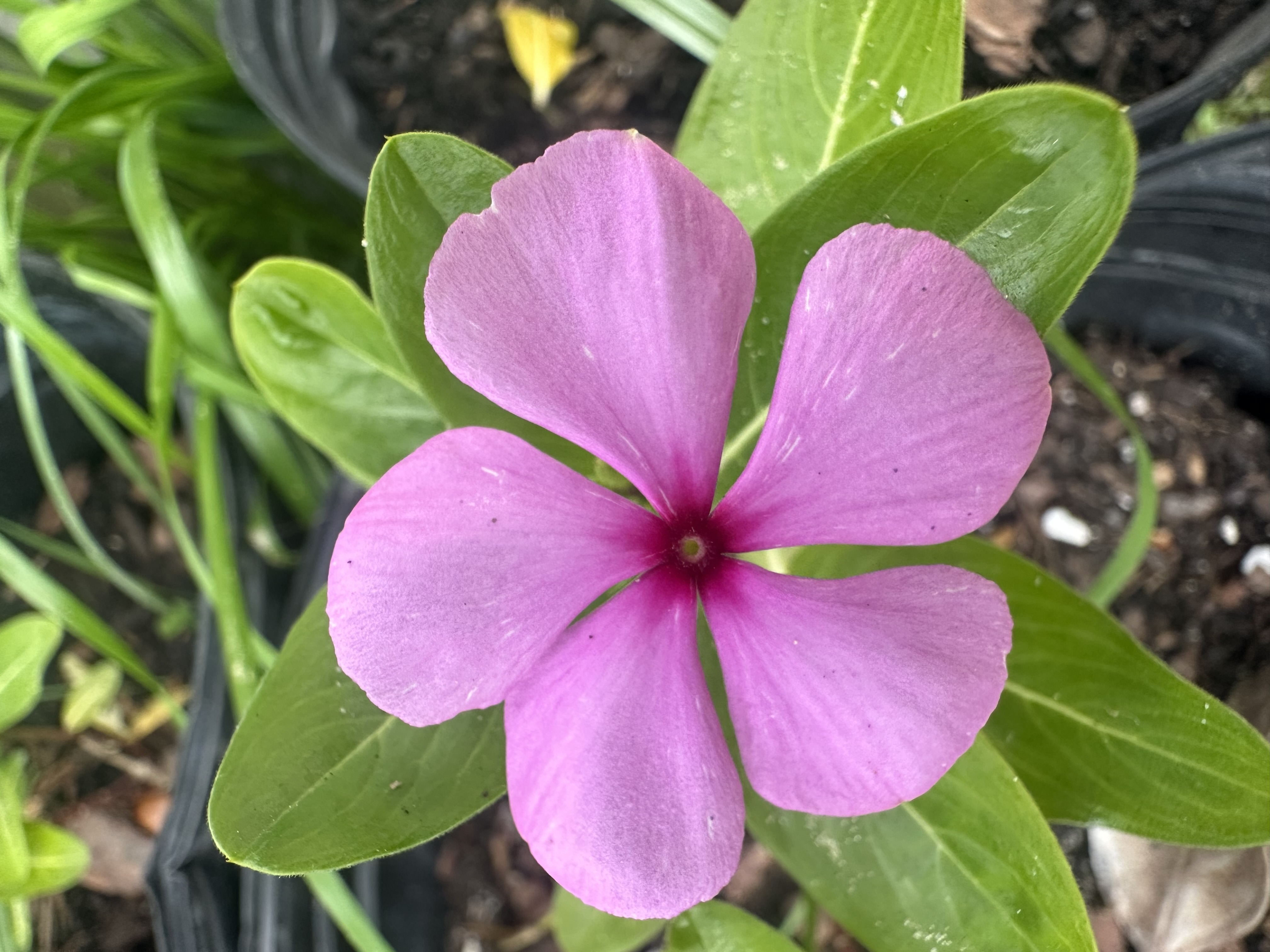 Pink Vinca Bloom plant in Edgewater Florida