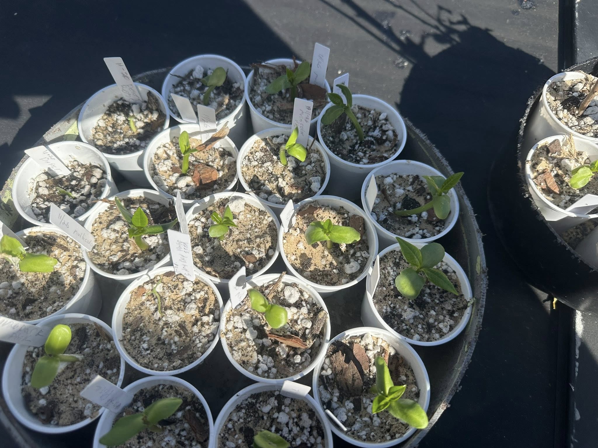 get-in-touch Babyplumeria