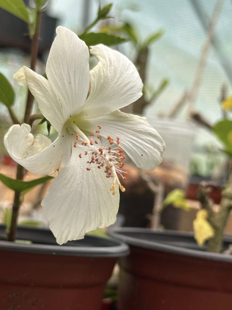 Whitefllower 768x1024