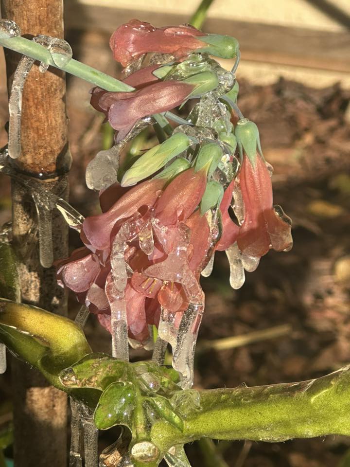 i froze my mother n law