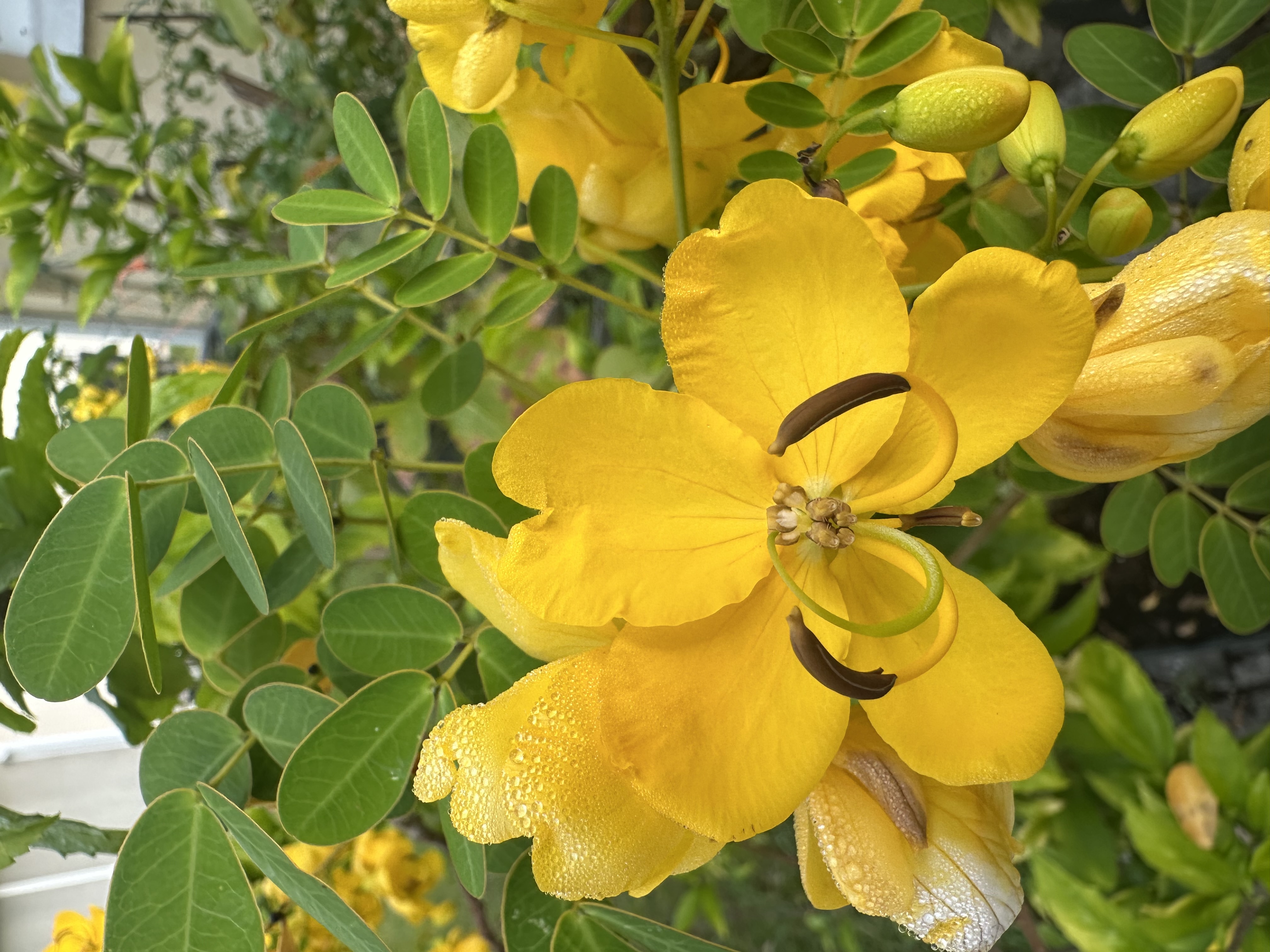 Yellow Cassia plant in Edgewater Florida