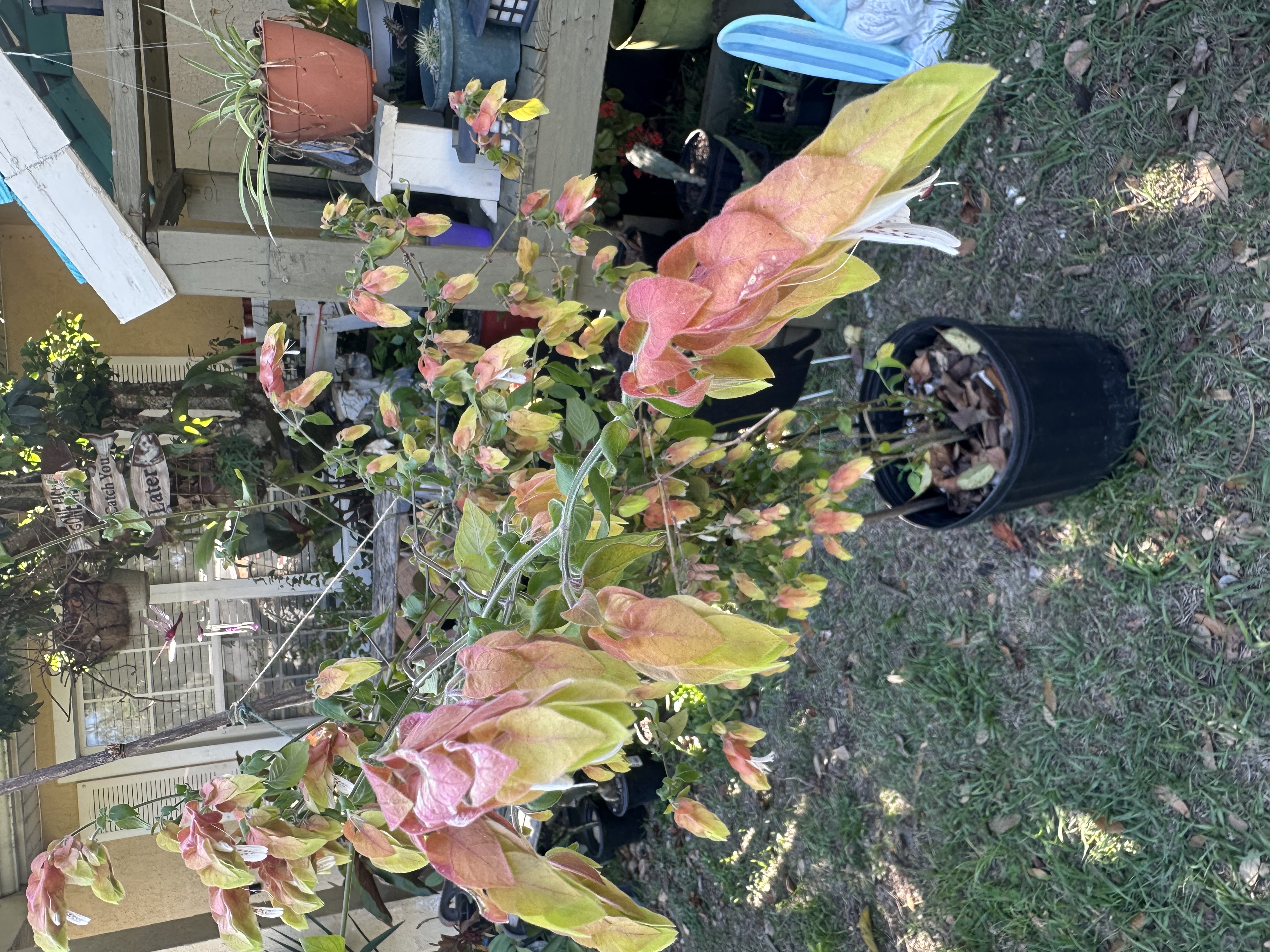 Yellow Shrimp Plant Bloom plant in Edgewater Florida