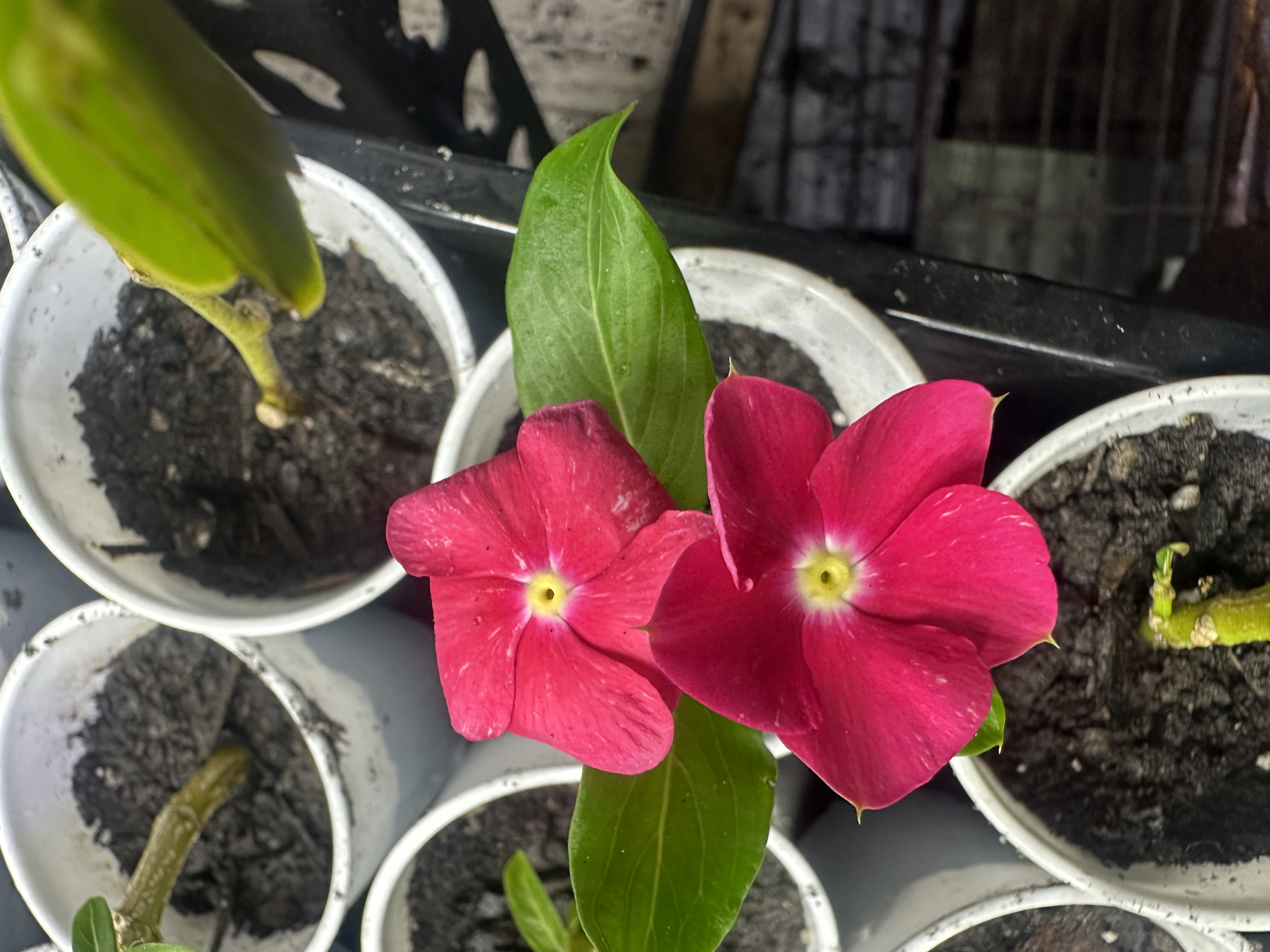 Yellow Shrimp Plant plant in Edgewater Florida